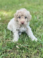 Girl4, a female Poodle - Miniature  for sale in Houston, TX – 2 of 6