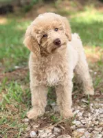 Girl4, a female Poodle - Miniature  for sale in Houston, TX – 3 of 9