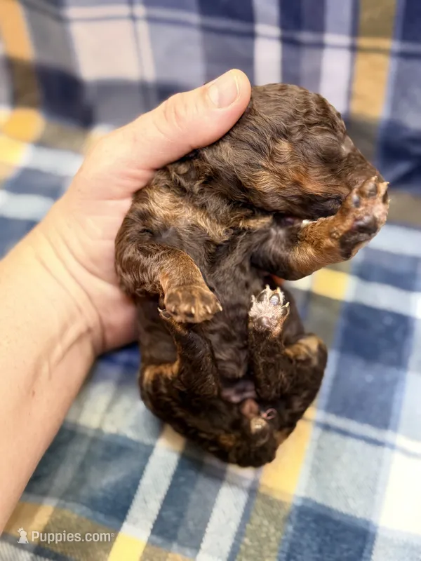 Girl2 – Poodle - Miniature  puppy for sale in Houston, TX