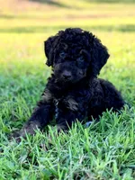 Boy1 , a male Poodle - Miniature  for sale in Houston, TX – 3 of 8