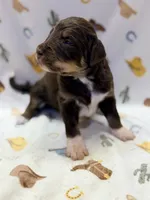 Boy1, a male Miniature Aussiedoodle for sale in Houston, TX – 1 of 1