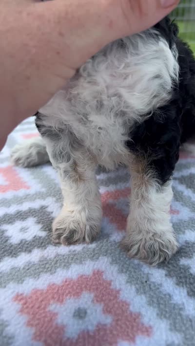 Aria , a female Aussiedoodle for sale in Houston, TX – 9 of 9