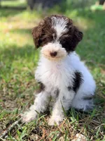 Girl3, a female Poodle - Miniature  for sale in Houston, TX – 2 of 7