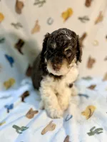 Girl1, a female Poodle - Miniature  for sale in Houston, TX – 4 of 7