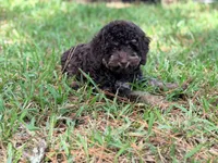 Girl 2, a female Poodle - Miniature  for sale in Houston, TX – 3 of 10