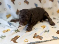 Girl2, a female Poodle - Miniature  for sale in Houston, TX – 7 of 8