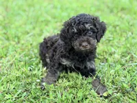 Girl 2, a female Poodle - Miniature  for sale in Houston, TX – 2 of 7
