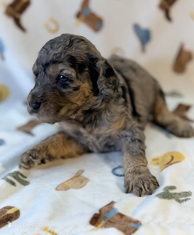 Girl7 – Poodle - Miniature  puppy for sale in Houston, TX