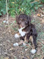 Lime green girl, a female Miniature Aussiedoodle for sale in Houston, TX – 2 of 6