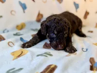 Girl 2, a female Poodle - Miniature  for sale in Houston, TX – 1 of 4