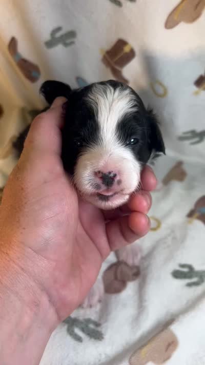 Rip, a male Miniature Aussiedoodle for sale in Houston, TX – 3 of 3