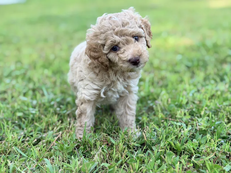 Girl6 – Poodle - Miniature  puppy for sale in Houston, TX