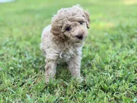 Girl6, a female Poodle - Miniature  for sale in Houston, TX – 1 of 5