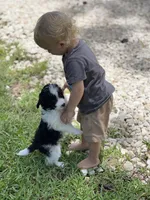Rip, a male Miniature Aussiedoodle for sale in Houston, TX – 3 of 6