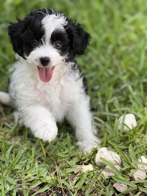 Rip – Miniature Aussiedoodle puppy for sale in Houston, TX