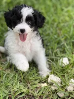 Rip, a male Miniature Aussiedoodle for sale in Houston, TX – 1 of 6
