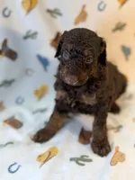 Girl2, a female Poodle - Miniature  for sale in Houston, TX – 6 of 8