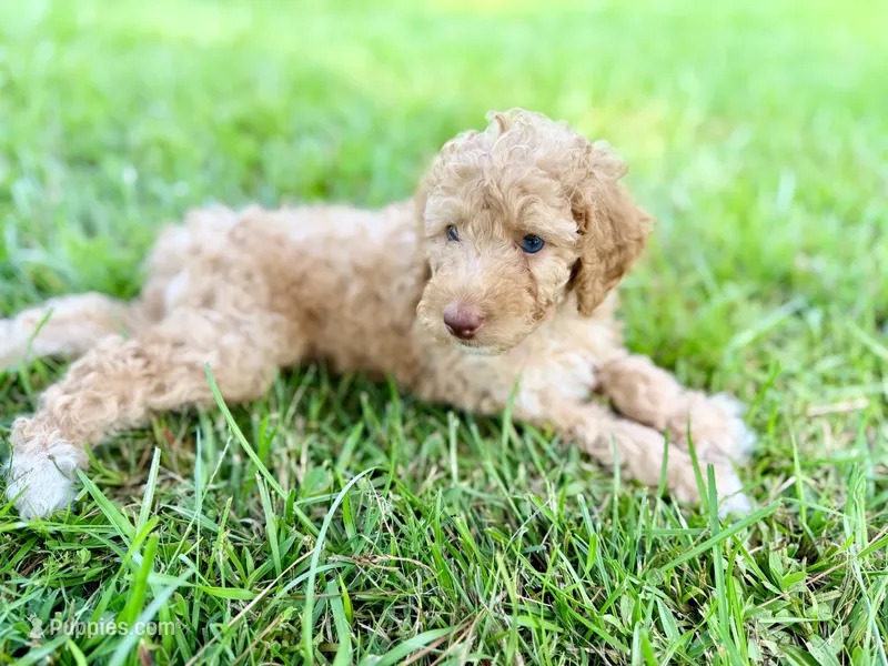 Boy2 – Poodle - Miniature  puppy for sale in Houston, TX