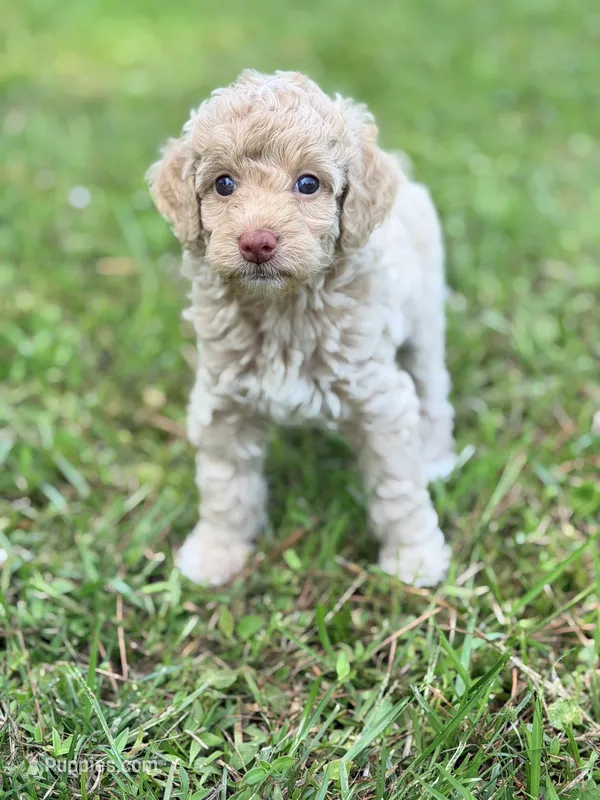 Girl4 – Poodle - Miniature  puppy for sale in Houston, TX