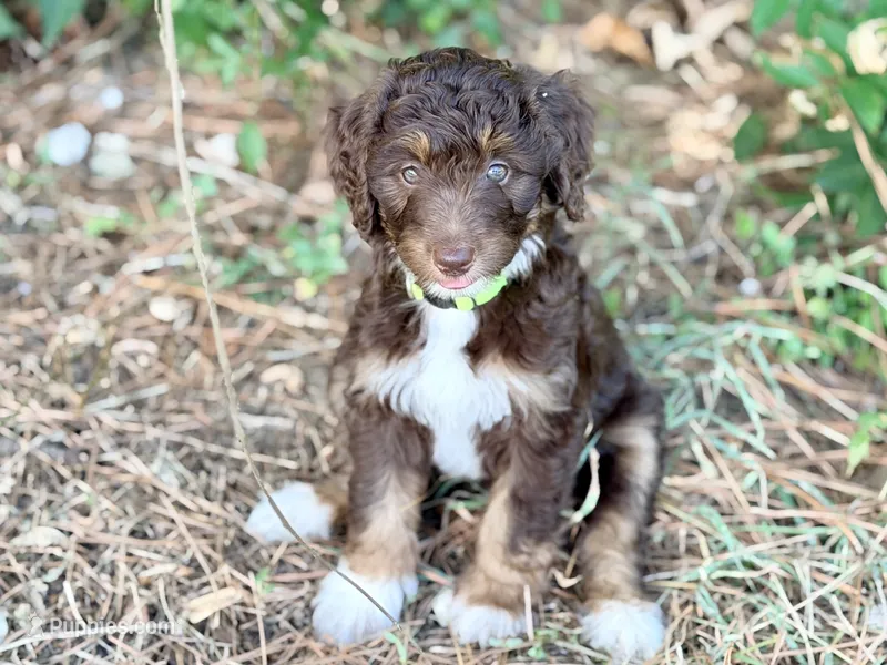Lime green girl – Miniature Aussiedoodle puppy for sale in Houston, TX