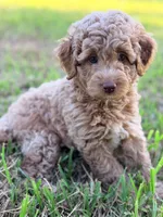 Boy1, a male Poodle - Miniature  for sale in Houston, TX – 2 of 7