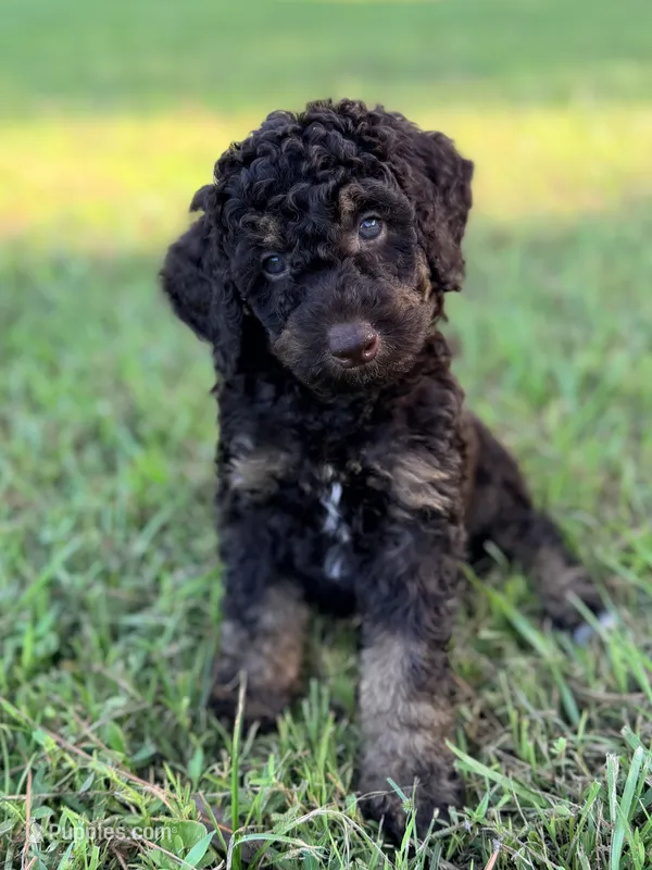 Boy1  – Poodle - Miniature  puppy for sale in Houston, TX