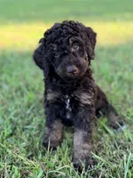 Boy1 , a male Poodle - Miniature  for sale in Houston, TX – 1 of 8