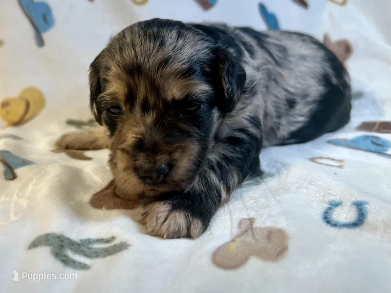 Sky – Miniature Aussiedoodle puppy for sale in Houston, TX