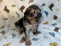 Sky, a female Miniature Aussiedoodle for sale in Houston, TX – 2 of 2