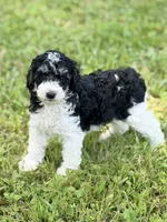 Girl3, a female Poodle - Miniature  for sale in Houston, TX – 2 of 5