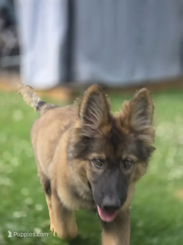 Beast – German Shepherd Dog puppy for sale in New Paltz, NY