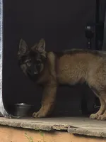 Beast, a male German Shepherd Dog for sale in New Paltz, NY – 3 of 3