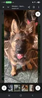 Beast, a male German Shepherd Dog for sale in New Paltz, NY – 2 of 3