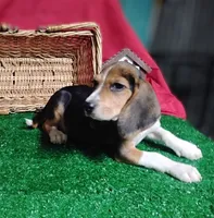 Rifle , a male Beagle for sale in Willisville, AR – 2 of 4