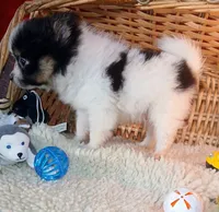 Happy, a male Pomeranian for sale in Camden, AR – 1 of 10