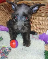 Akc Susie , a female Miniature Schnauzer for sale in Willisville, AR – 3 of 4