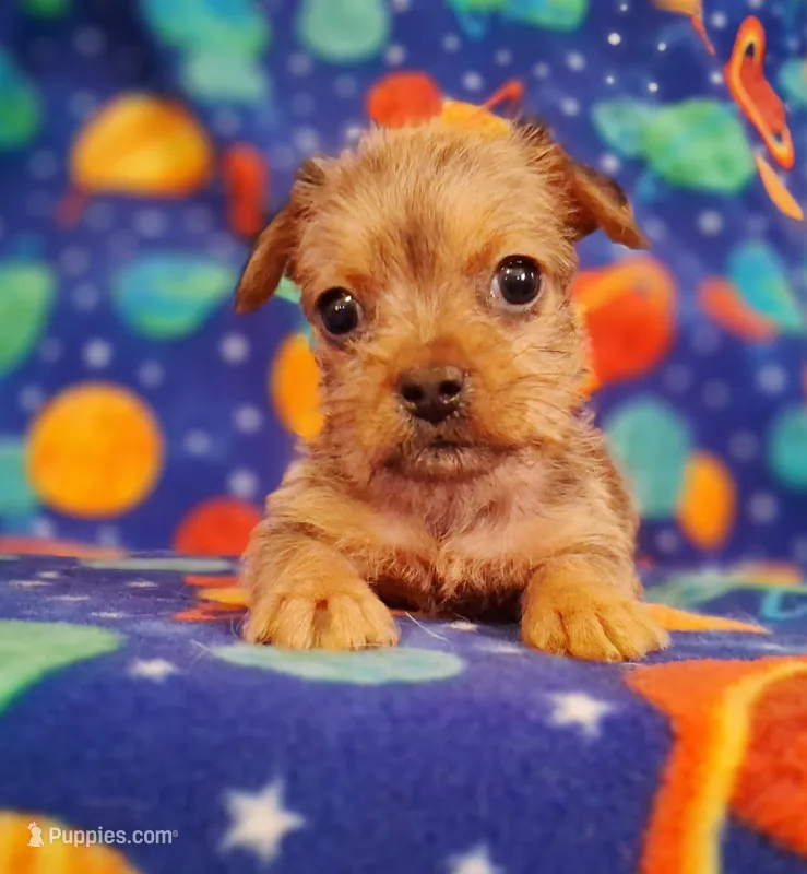 Milo – Yorkshire Terrier puppy for sale in Waldo, AR
