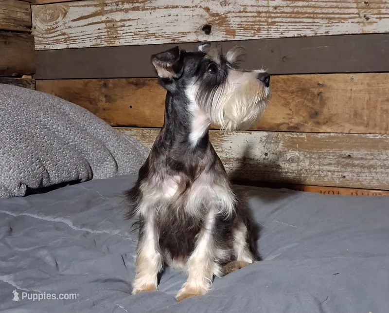 Abaline – Miniature Schnauzer puppy for sale in Camden, AR