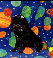 Doodle, a male Poodle - Toy  for sale in Camden, AR – 5 of 6