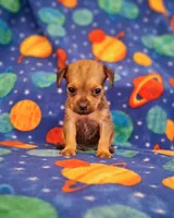 Marty, a male Yorkshire Terrier for sale in Waldo, AR – 2 of 4