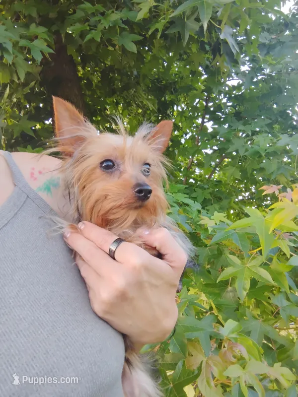 Sammy – Yorkshire Terrier puppy for sale in Waldo, AR