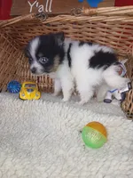 Fluffy, a female Pomeranian for sale in Camden, AR – 7 of 10