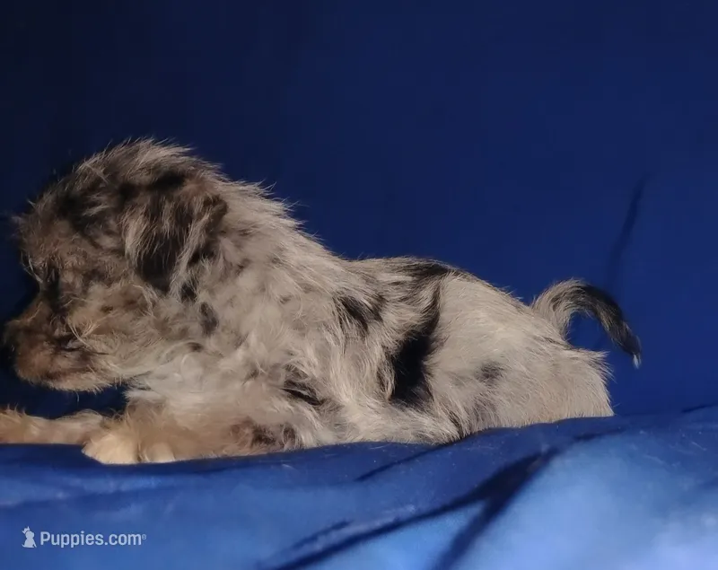 Bluey – Chihuahua, Yorkshire Terrier puppy for sale in Willisville, AR