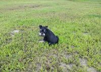 Akc Taylor, a female Miniature Schnauzer for sale in Willisville, AR – 3 of 10