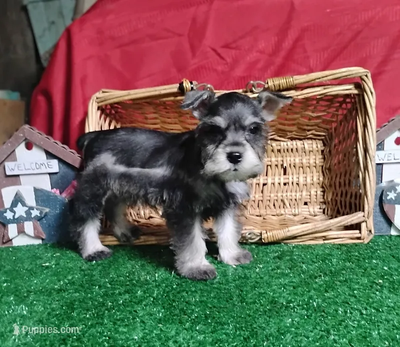 Akc Candy – Miniature Schnauzer puppy for sale in Willisville, AR