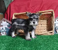 Akc Candy, a male Miniature Schnauzer for sale in Willisville, AR – 1 of 3