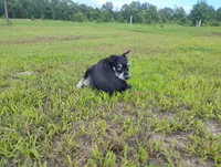 Akc Taylor, a female Miniature Schnauzer for sale in Willisville, AR – 4 of 10