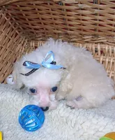 Albert, a male Poodle - Toy  for sale in Willisville, AR – 6 of 6