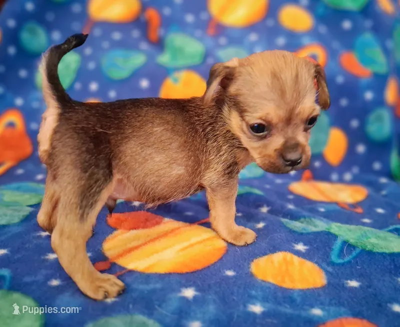 Marty – Yorkshire Terrier puppy for sale in Waldo, AR