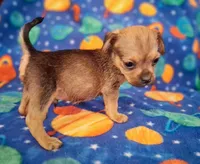 Marty, a male Yorkshire Terrier for sale in Waldo, AR – 1 of 4